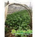 Suntoday nomes científicos de vegetais F1 orgânicos extrato da planta de água orgânica russa na Índia bulgária sementes de coentro (A43001)